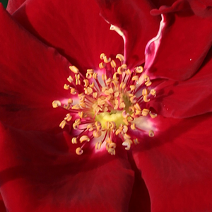 Róże ogrodowe - róża wielkokwiatowa - Hybrid Tea - czerwony  - Rosa  Fontaine® - róża z intensywnym zapachem - Mathias Tantau, Jr. - Między jej płatkami o specyficznym kształcie dobrze widoczne są także złotego koloru pylniki.